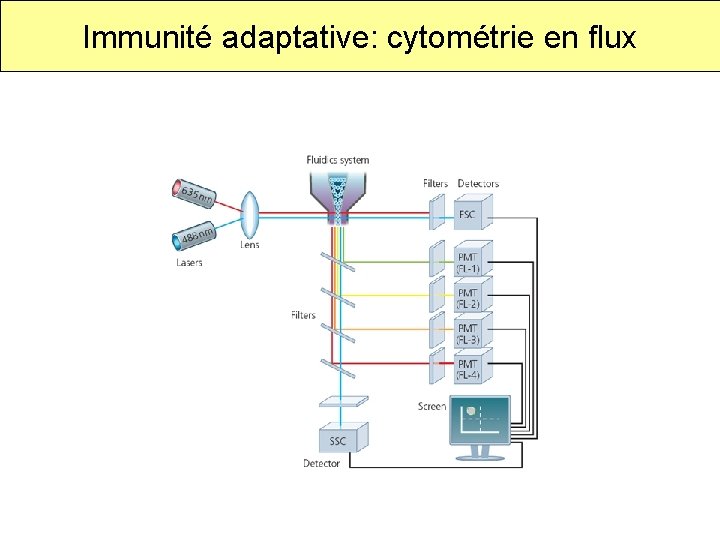 Immunité adaptative: cytométrie en flux 