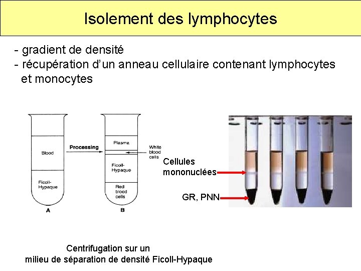 Isolement des lymphocytes - gradient de densité - récupération d’un anneau cellulaire contenant lymphocytes