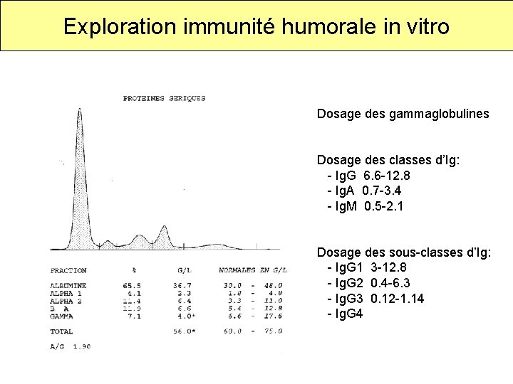Exploration immunité humorale in vitro Dosage des gammaglobulines Dosage des classes d’Ig: - Ig.