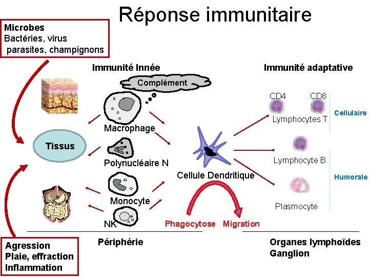 Réponse immunitaire Microbes Bactéries, virus parasites, champignons Immunité Innée Immunité adaptative Complément CD 4