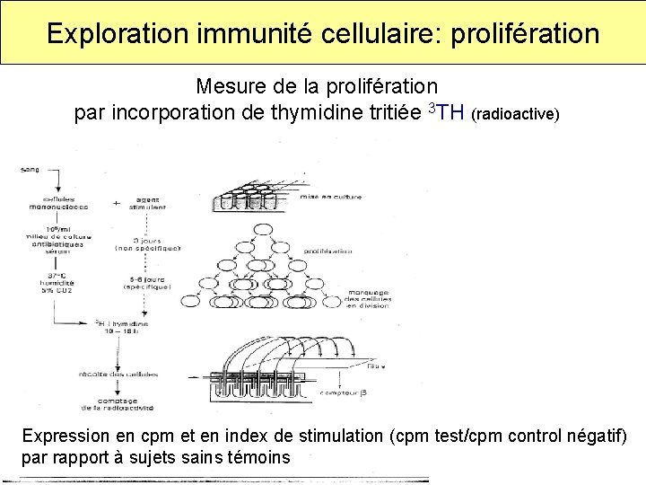 Exploration immunité cellulaire: prolifération Mesure de la prolifération par incorporation de thymidine tritiée 3