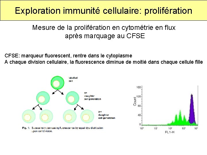 Exploration immunité cellulaire: prolifération Mesure de la prolifération en cytométrie en flux après marquage