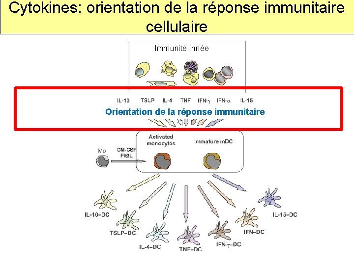 Cytokines: orientation de la réponse immunitaire cellulaire Immunité Innée Orientation de la réponse immunitaire