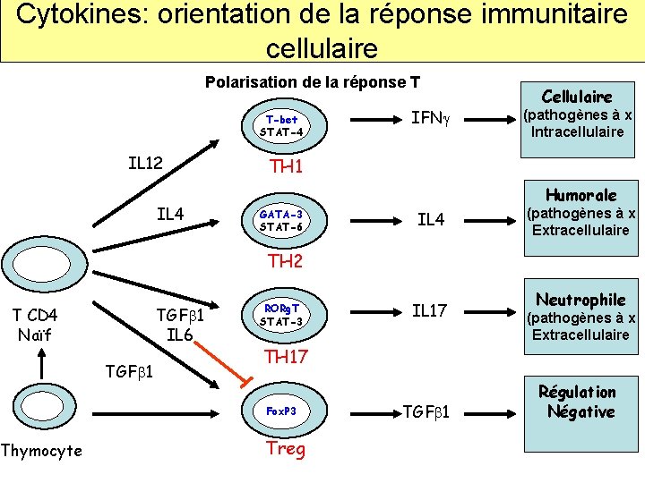 Cytokines: orientation de la réponse immunitaire cellulaire Polarisation de la réponse T T-bet STAT-4