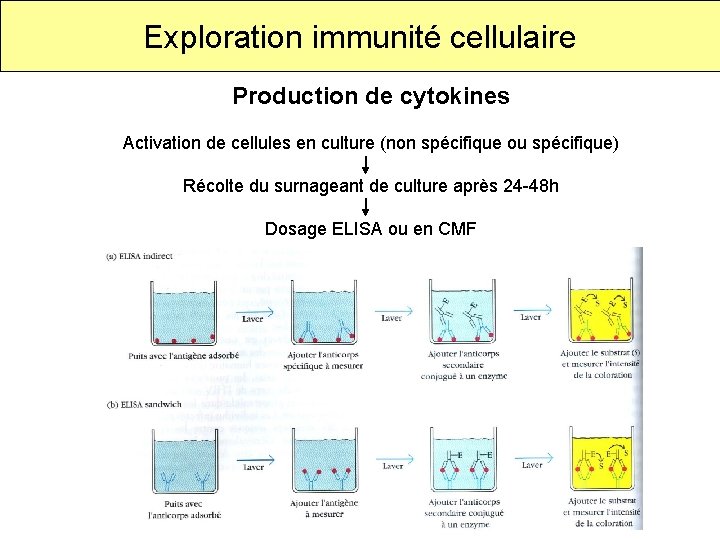 Exploration immunité cellulaire Production de cytokines Activation de cellules en culture (non spécifique ou