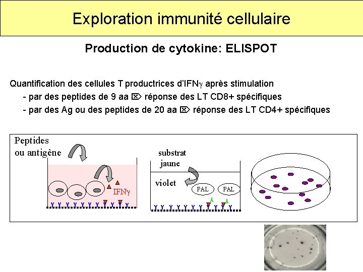 Exploration immunité cellulaire Production de cytokine: ELISPOT Quantification des cellules T productrices d’IFN après