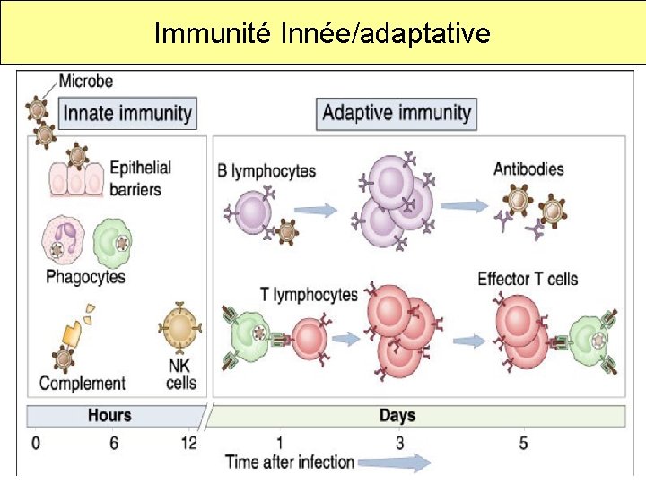 Immunité Innée/adaptative 