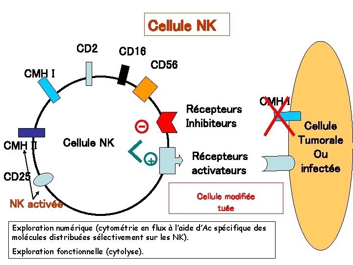 Cellule NK CD 2 CD 16 CD 56 CMH I Récepteurs Inhibiteurs CMH II