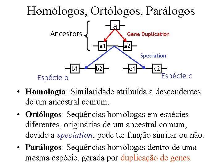 Homólogos, Ortólogos, Parálogos a Ancestors Gene Duplication a 1 a 2 Speciation b 1