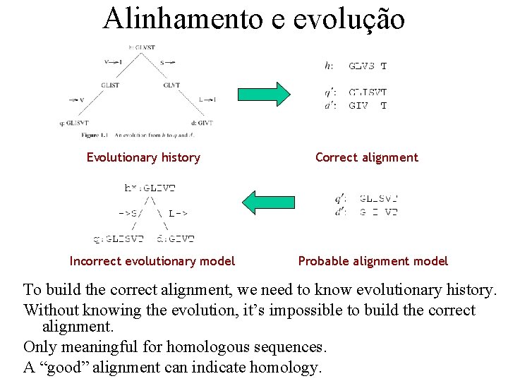 Alinhamento e evolução Evolutionary history Incorrect evolutionary model Correct alignment Probable alignment model To