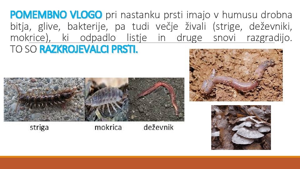 POMEMBNO VLOGO pri nastanku prsti imajo v humusu drobna bitja, glive, bakterije, pa tudi