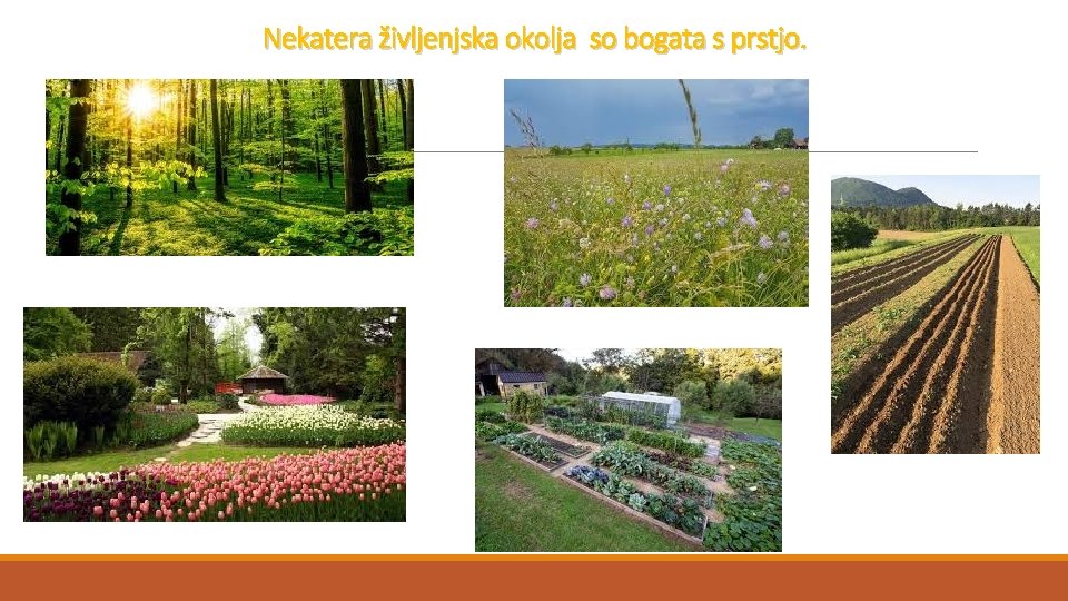 Nekatera življenjska okolja so bogata s prstjo. 