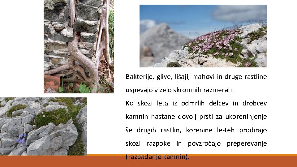 Bakterije, glive, lišaji, mahovi in druge rastline uspevajo v zelo skromnih razmerah. Ko skozi