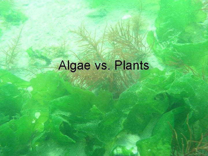 Algae vs. Plants 