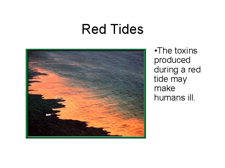 Red Tides • The toxins produced during a red tide may make humans ill.