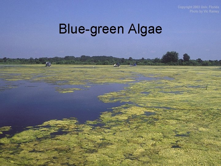 Blue-green Algae 