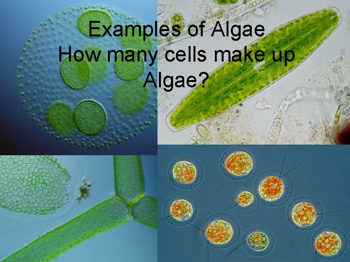 Examples of Algae How many cells make up Algae? 