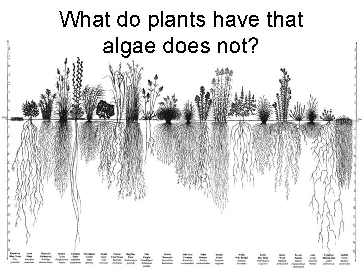 What do plants have that algae does not? 