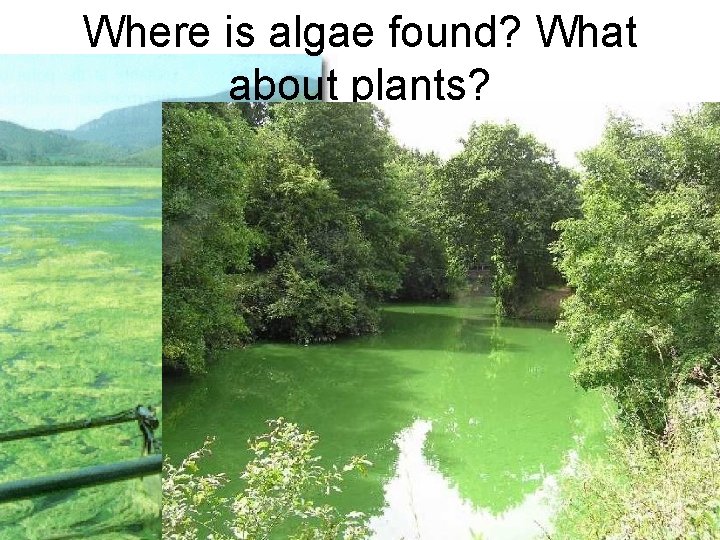 Where is algae found? What about plants? 