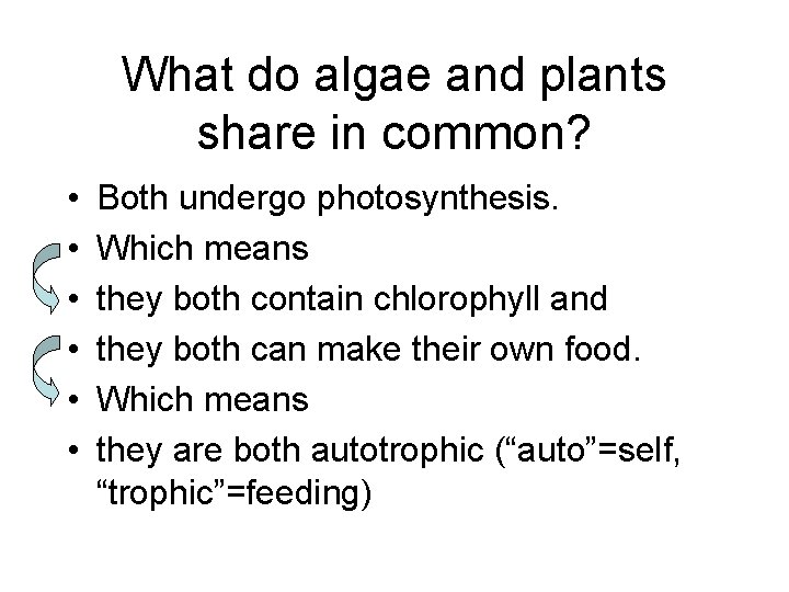 What do algae and plants share in common? • • • Both undergo photosynthesis.