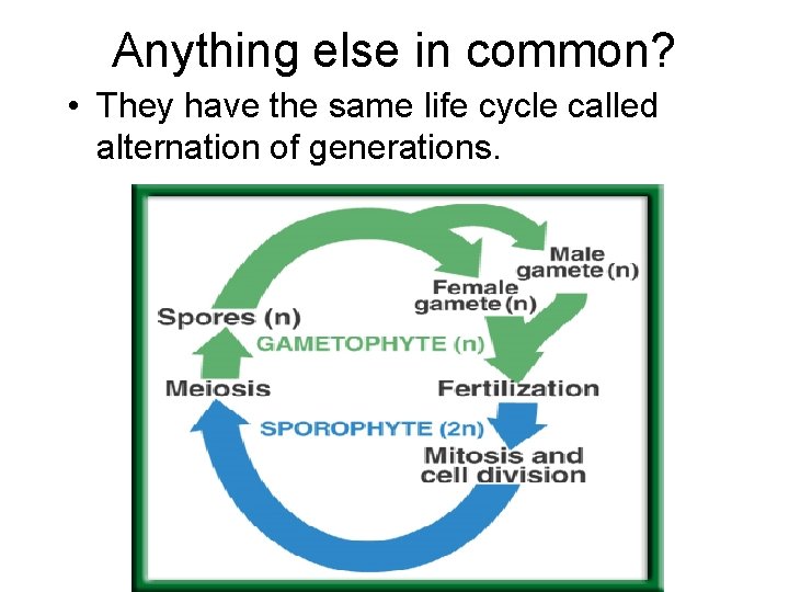 Anything else in common? • They have the same life cycle called alternation of