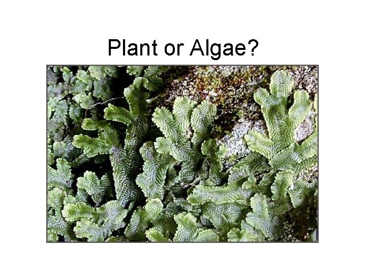 Plant or Algae? 