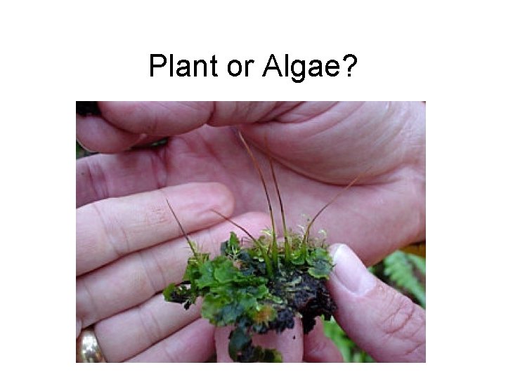 Plant or Algae? 