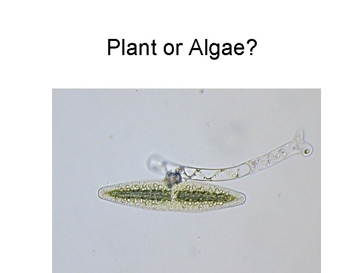 Plant or Algae? 