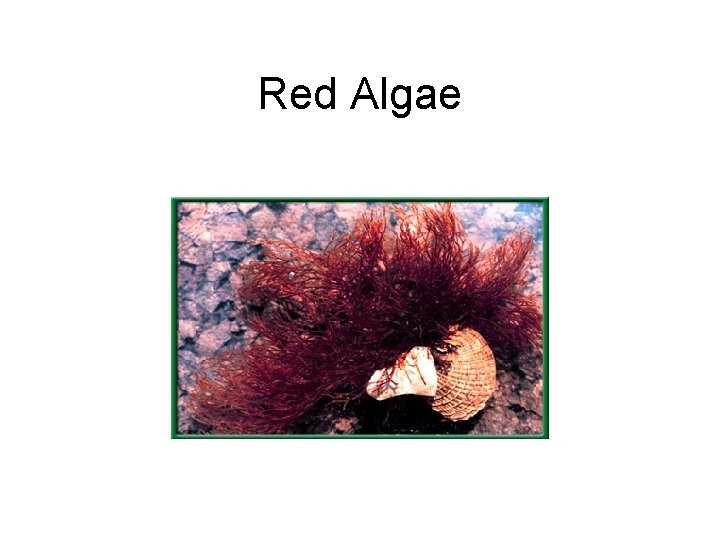 Red Algae 