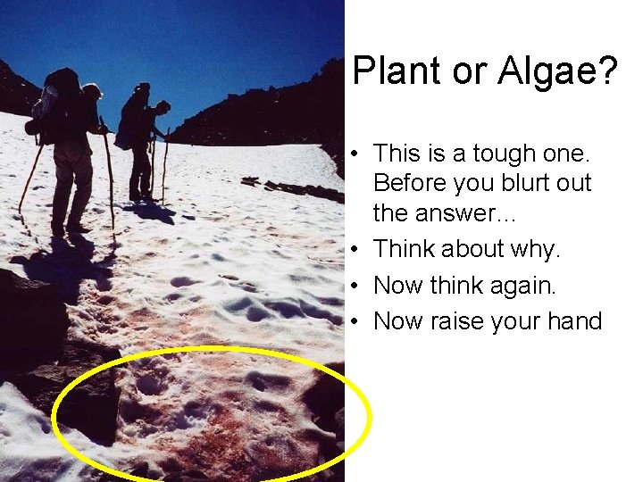 Plant or Algae? • This is a tough one. Before you blurt out the