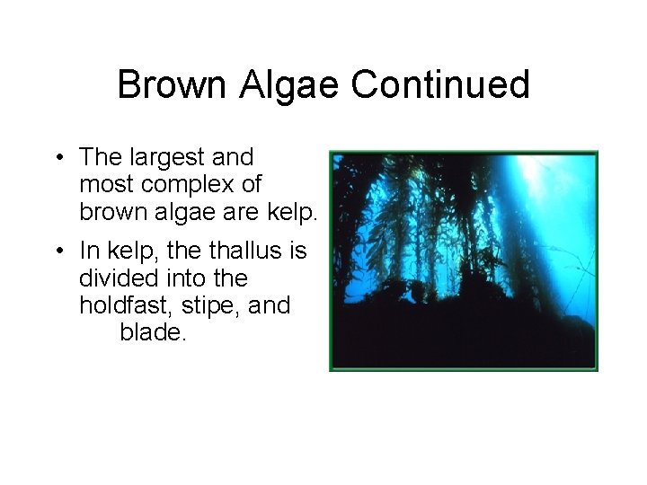 Brown Algae Continued • The largest and most complex of brown algae are kelp.