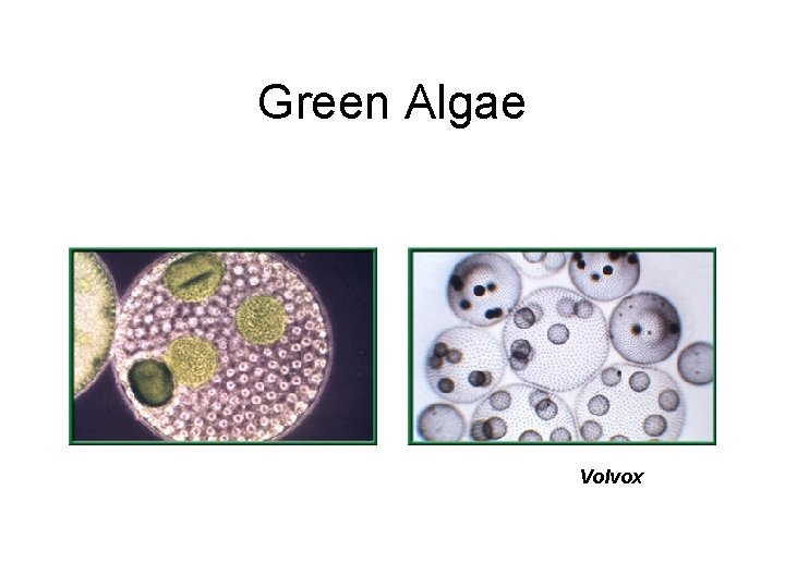 Green Algae Volvox 