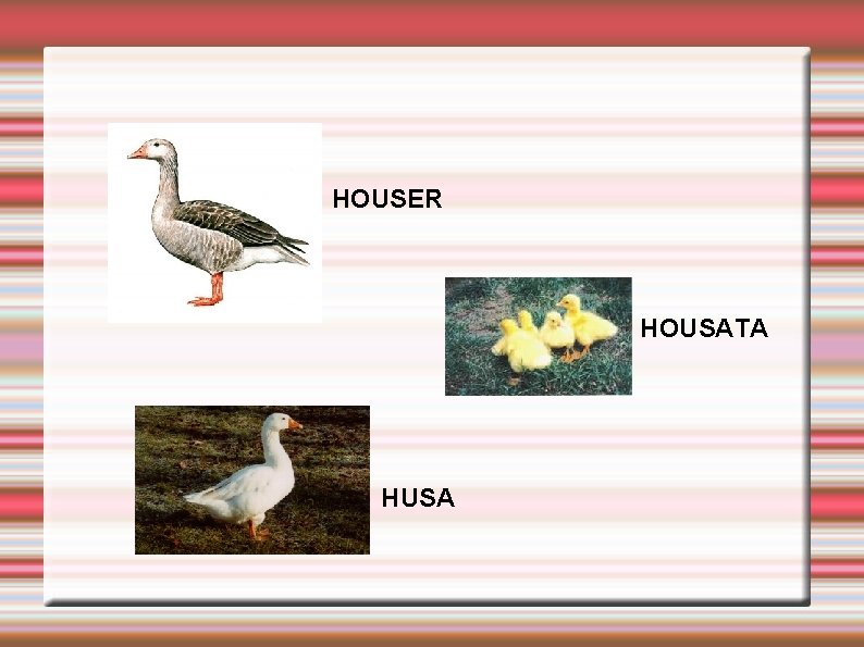 HOUSER HOUSATA HUSA 