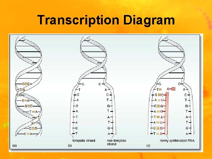 Chapter 9 10 DNA RNA Protein Synthesis DNA