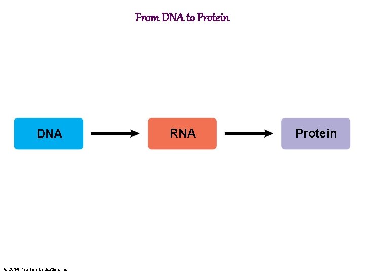 From DNA to Protein DNA © 2014 Pearson Education, Inc. RNA Protein 