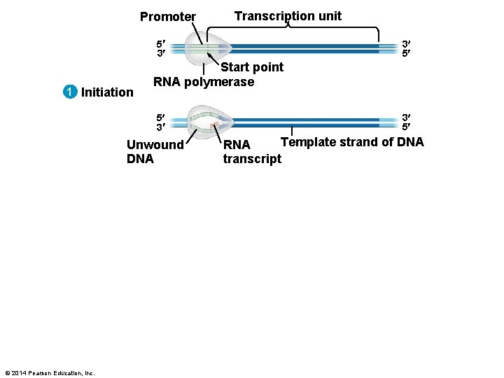 Promoter Transcription unit 5 3 1 Initiation Start point RNA polymerase 5 3 Unwound