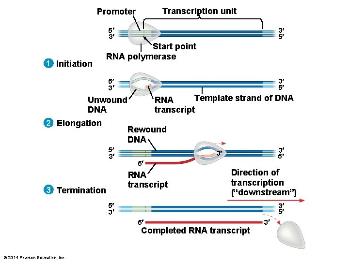 Transcription unit Promoter 5 3 1 Initiation 3 5 Start point RNA polymerase 5