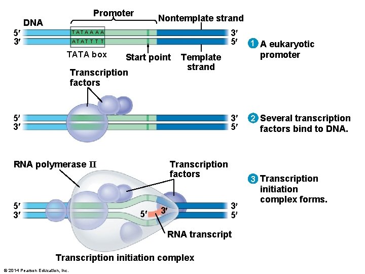 Promoter DNA 5 3 Nontemplate strand 3 5 TA T A A ATAT T