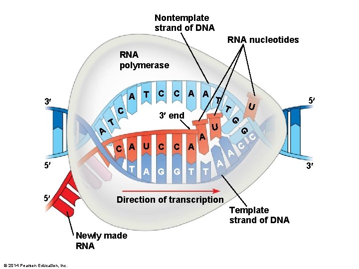 Nontemplate strand of DNA RNA nucleotides RNA polymerase A T 3 C C A