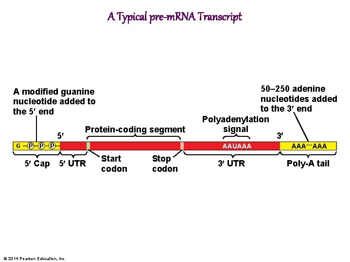 A Typical pre-m. RNA Transcript A modified guanine nucleotide added to the 5 end