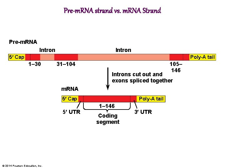 Pre-m. RNA strand vs. m. RNA Strand Pre-m. RNA Intron Poly-A tail 5 Cap