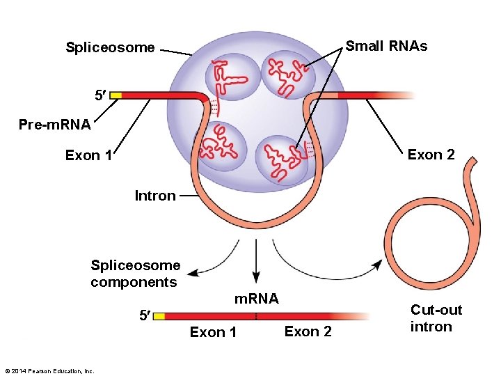 Small RNAs Spliceosome 5 Pre-m. RNA Exon 2 Exon 1 Intron Spliceosome components m.