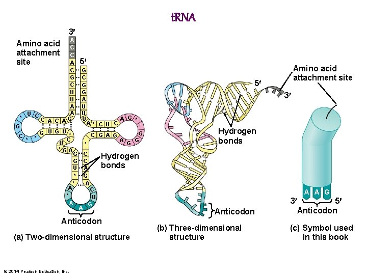 t. RNA 3 A C C A C G C U U A A