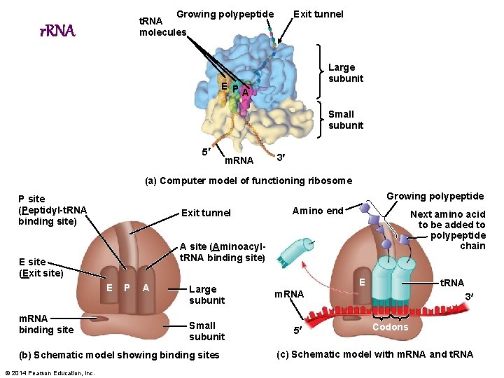 Growing polypeptide t. RNA molecules r. RNA Exit tunnel Large subunit E P A