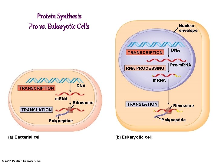 Protein Synthesis Pro vs. Eukaryotic Cells Nuclear envelope TRANSCRIPTION RNA PROCESSING DNA Pre-m. RNA