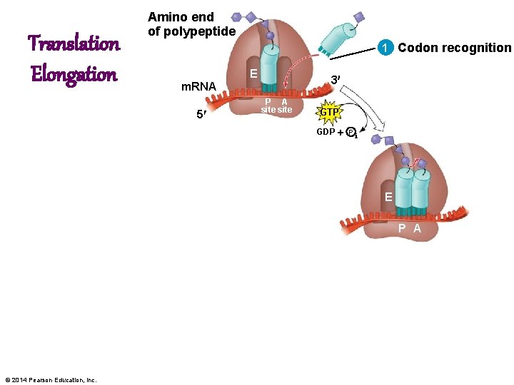 Translation Elongation Amino end of polypeptide 1 Codon recognition E 3 m. RNA 5