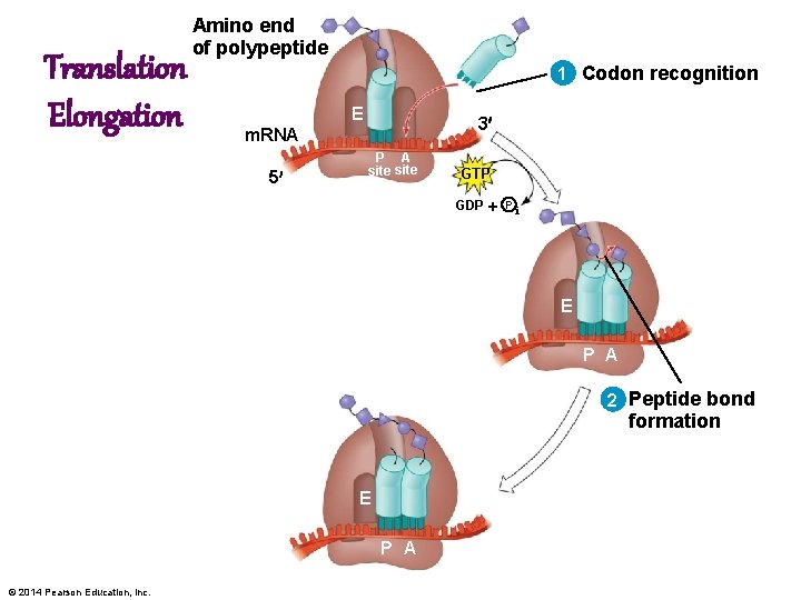 Translation Elongation Amino end of polypeptide 1 Codon recognition E 3 m. RNA 5