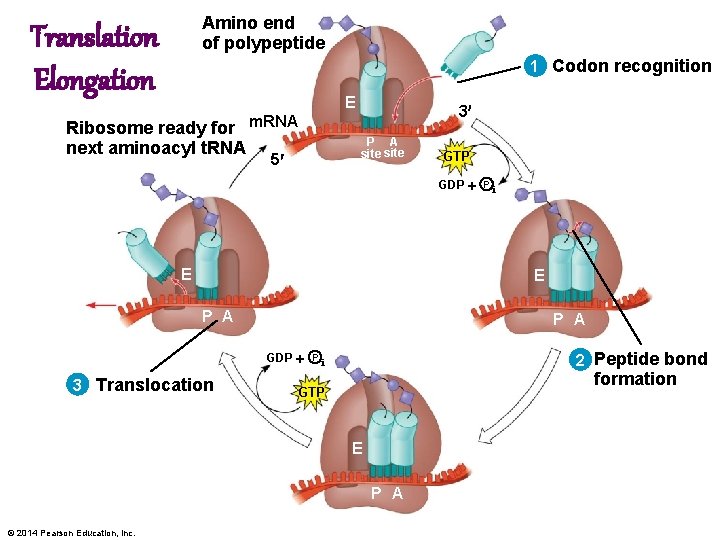 Amino end of polypeptide Translation Elongation 1 Codon recognition E Ribosome ready for m.