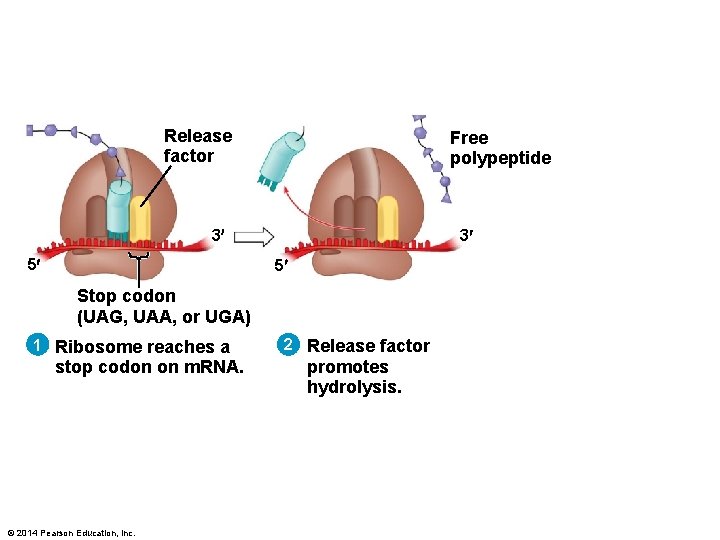 Release factor Free polypeptide 3 5 Stop codon (UAG, UAA, or UGA) 1 Ribosome