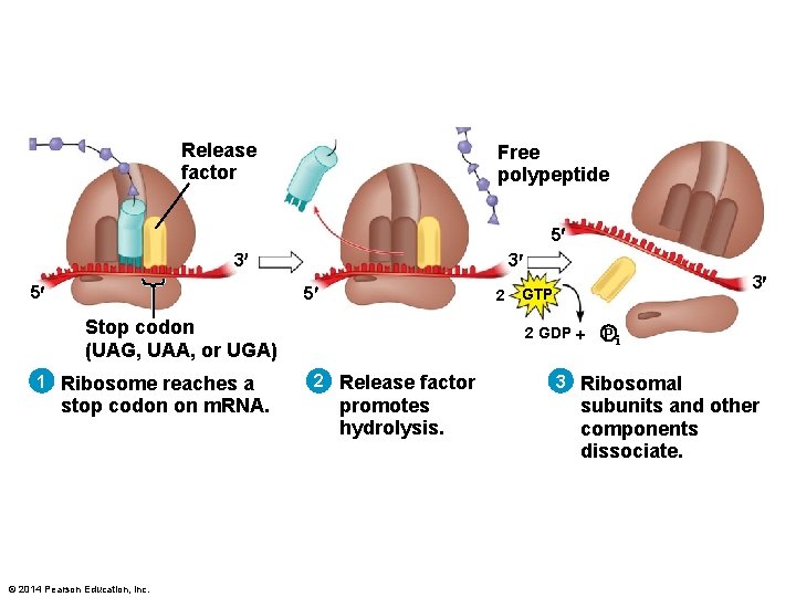 Release factor Free polypeptide 5 3 5 2 Stop codon (UAG, UAA, or UGA)